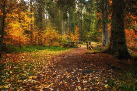 Foto de Hermoso bosque dorado de otoño - Imagen libre de derechos