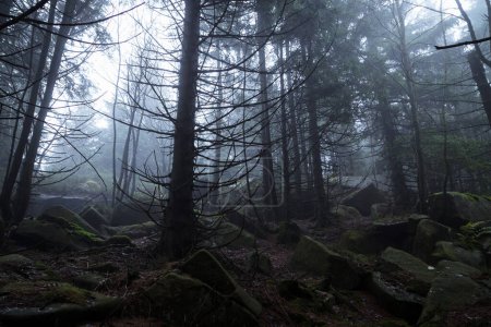 Téléchargez les photos : Brouillard sombre dans la forêt - en image libre de droit
