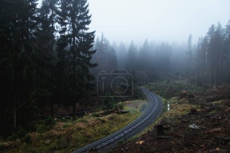 Téléchargez les photos : Forêt brumeuse avec une route - en image libre de droit