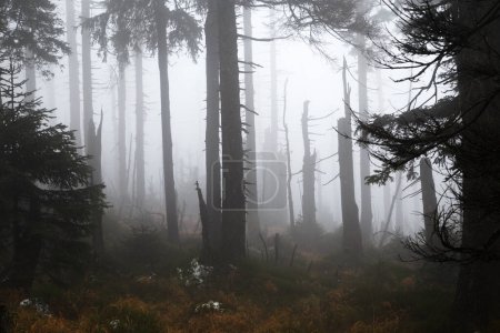 Téléchargez les photos : Matin brumeux en forêt - en image libre de droit