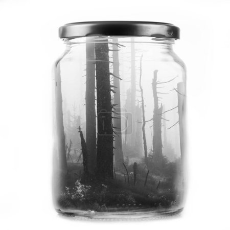 Téléchargez les photos : Pot en verre avec forêt à l'intérieur - en image libre de droit