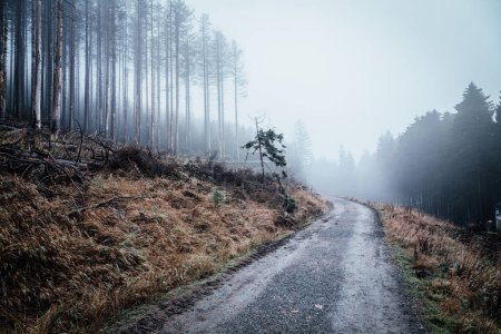 Téléchargez les photos : Matin brumeux sur le chemin dans les bois d'automne - en image libre de droit
