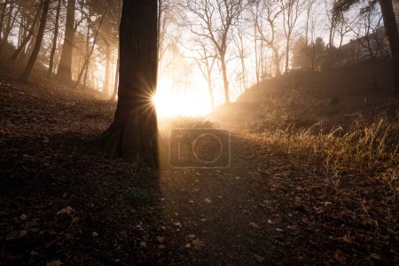 Téléchargez les photos : Lumière du soleil du matin dans la forêt d'automne - en image libre de droit