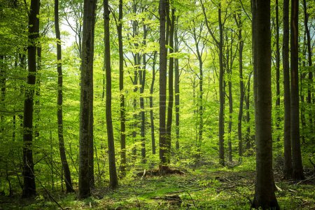 Foto de Hermoso bosque verde en el día de verano - Imagen libre de derechos