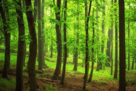 Téléchargez les photos : Belle forêt verte le jour ensoleillé - en image libre de droit