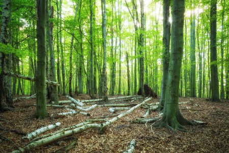 Téléchargez les photos : Belle forêt le matin - en image libre de droit
