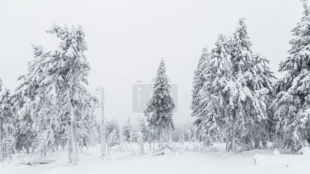 Foto de Bosque de abeto cubierto de nieve - Imagen libre de derechos