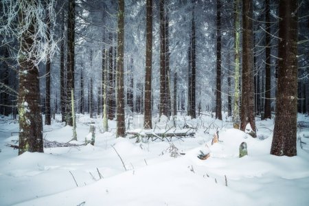 Téléchargez les photos : Paysage hivernal d'une pinède dans des arbres enneigés - en image libre de droit