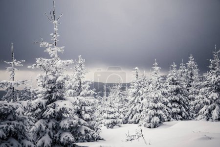 Téléchargez les photos : Paysage hivernal avec arbres enneigés - en image libre de droit