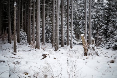 Téléchargez les photos : Paysage hivernal avec forêt enneigée
. - en image libre de droit