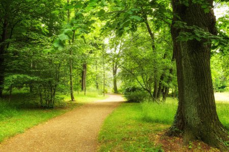 Téléchargez les photos : Chemin en forêt verte - en image libre de droit