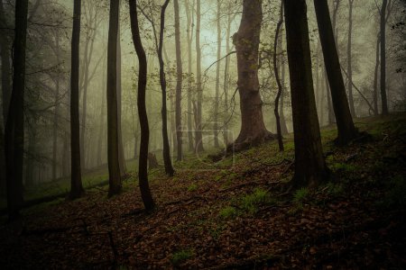 Téléchargez les photos : Forêt sombre et brumeuse en automne - en image libre de droit