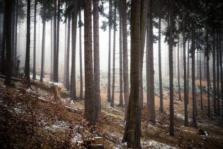 Téléchargez les photos : Beau paysage d'hiver avec des arbres - en image libre de droit