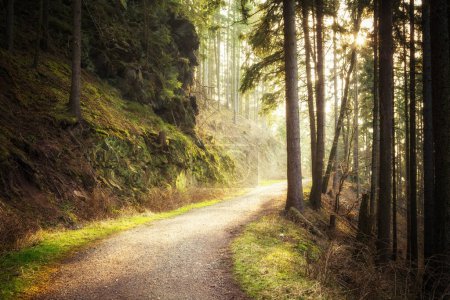 Téléchargez les photos : Sentier à travers une forêt de pins verts dans une belle matinée d'automne - en image libre de droit