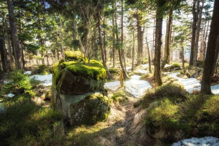 Téléchargez les photos : Un plan vertical d'une belle forêt verte - en image libre de droit