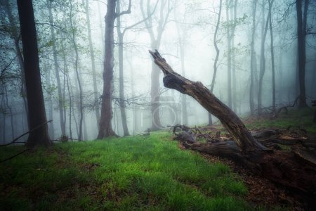 Téléchargez les photos : Belle forêt brumeuse le matin - en image libre de droit