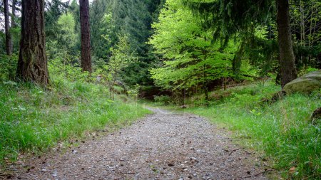 Téléchargez les photos : Sentier dans la forêt - en image libre de droit