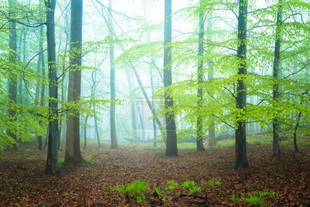 Téléchargez les photos : Belle forêt le matin - en image libre de droit