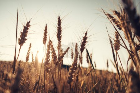 Photo for Wheat field on the background of a sunset. - Royalty Free Image