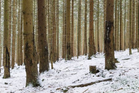 Foto de Hermoso bosque con árboles en la nieve, Polonia - Imagen libre de derechos