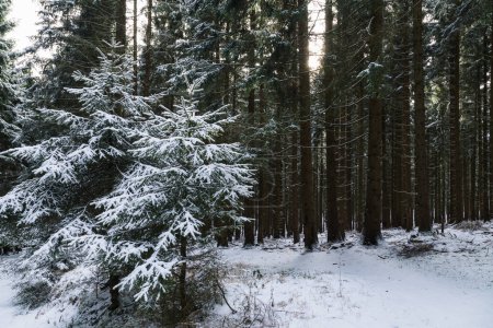 Foto de Bosque de invierno en las montañas cubiertas de nieve - Imagen libre de derechos