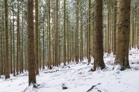 Téléchargez les photos : Forêt de pins enneigée en hiver. - en image libre de droit