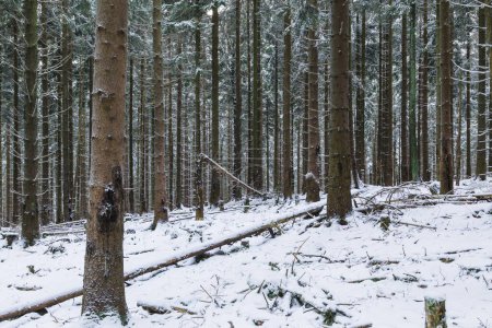 Téléchargez les photos : Paysage hivernal avec neige et arbres - en image libre de droit