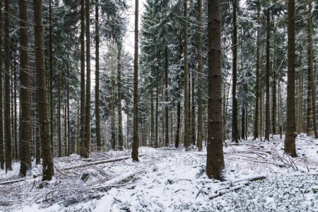 Téléchargez les photos : Belle forêt en hiver avec neige en arrière-plan, nature et forêt - en image libre de droit