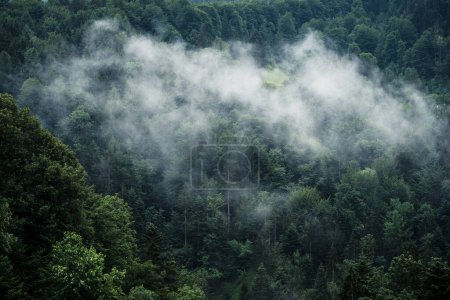 Foto de Hermoso bosque de montaña brumoso - Imagen libre de derechos
