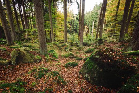 Téléchargez les photos : Belle forêt avec mousse en automne - en image libre de droit