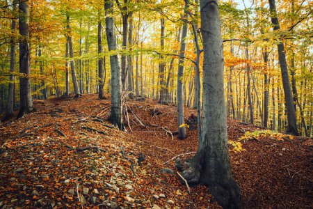 Foto de Otoño en el bosque. árboles coloridos y hojas en el bosque. - Imagen libre de derechos
