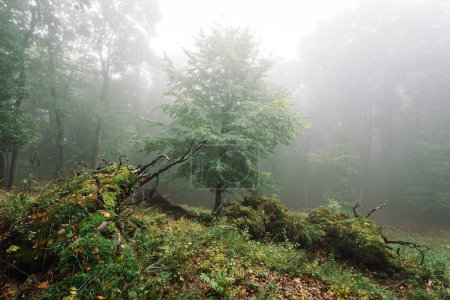Téléchargez les photos : Foggy Forest avec herbe verte - en image libre de droit