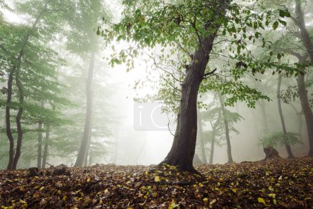 Téléchargez les photos : Belle forêt d'automne avec arbres et brouillard - en image libre de droit