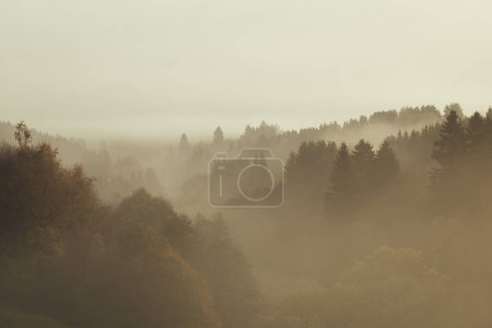 Téléchargez les photos : Foggy matin dans la forêt d'automne - en image libre de droit