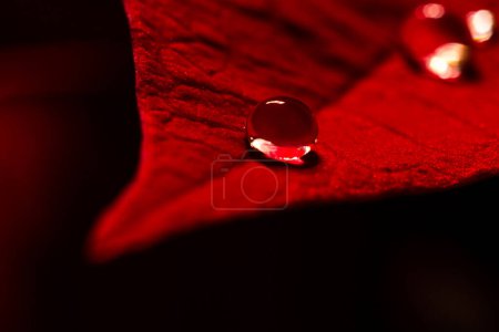Téléchargez les photos : Fleur rouge avec goutte, gros plan - en image libre de droit