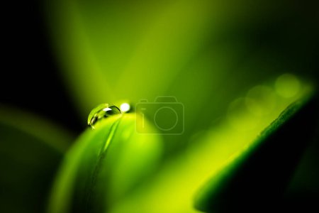 Photo for Green leaf with drop - Royalty Free Image