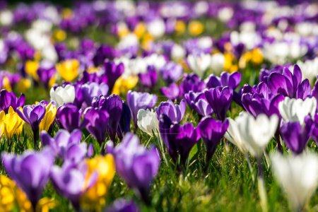 Photo for Beautiful purple crocuses in a spring field - Royalty Free Image