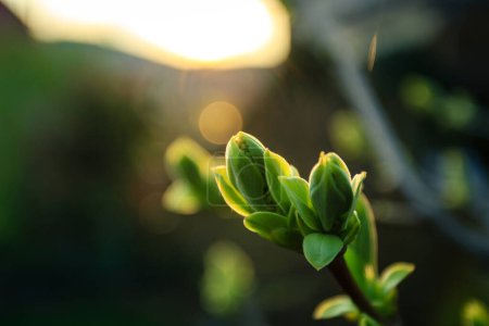 Téléchargez les photos : Beaux bourgeons de printemps dans le jardin. - en image libre de droit
