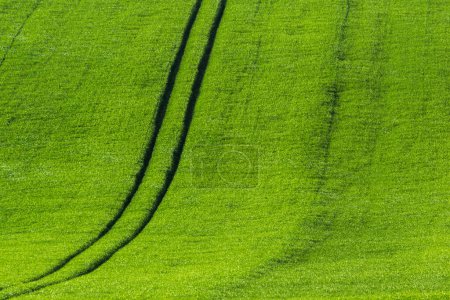 Téléchargez les photos : Beau paysage de fond de champ vert - en image libre de droit