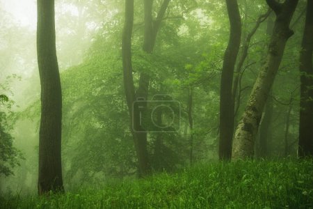 Téléchargez les photos : Mystérieuse forêt brumeuse d'été - en image libre de droit
