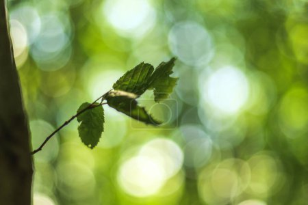 Foto de Rama con hojas verdes en el bosque, primer plano - Imagen libre de derechos