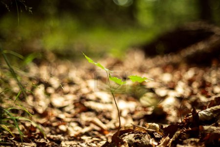 Téléchargez les photos : Plante verte poussant dans la forêt - en image libre de droit