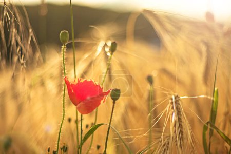 Photo for Red poppy flower in rye field - Royalty Free Image