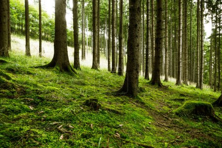 Téléchargez les photos : Mystérieuse forêt brumeuse d'été - en image libre de droit