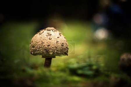 Téléchargez les photos : Plan macro d'un champignon sur le sol forestier d'automne - en image libre de droit