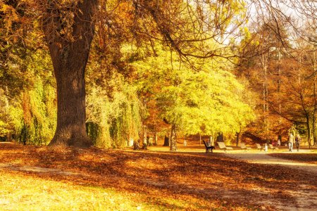 Téléchargez les photos : Beau parc en automne - en image libre de droit