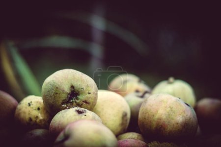 Photo for Fresh organic green apples background - Royalty Free Image