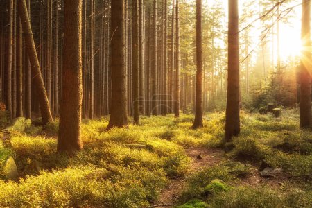 Foto de Salida del sol en un bosque de pinos - Imagen libre de derechos