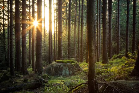 Téléchargez les photos : Rayons du soleil à travers les arbres d'automne dans la forêt - en image libre de droit