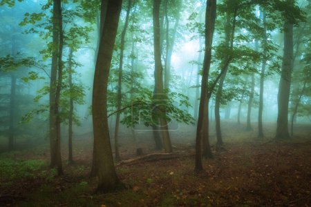 Téléchargez les photos : Belle forêt dans la brume du matin - en image libre de droit